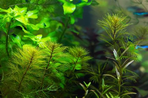 15 Tall Aquarium Plants Every Beginner Should Try