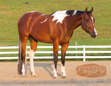 Horses For Sale - Rugged Elegance Equine Sales