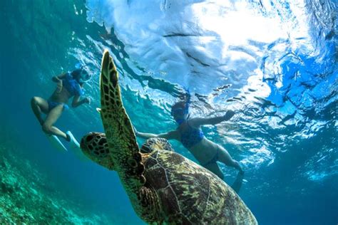 Maui Molokini Crater And Turtle Town Snorkeling Or Snuba Tour Getyourguide