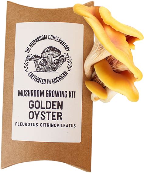 Golden Oyster Mushroom Growing Kit Flora And Fauna