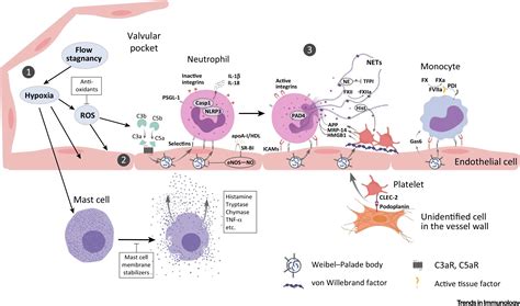 Immune Factors In Deep Vein Thrombosis Initiation Trends In Immunology