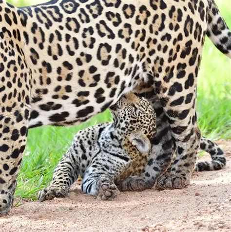 Registro raro fotógrafo flagra onça pintada amamentando filhotes no