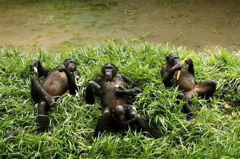 Exclusieve Lola Ya Bonobo Sanctuary Tour Aangeboden Door Opatrip