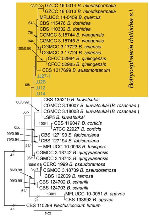 Figure A Phylogram Generated From Raxml Analysis Based On Combined