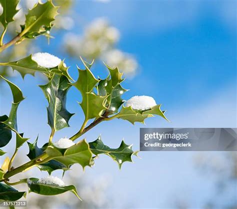 114 Holly Bush Snow Stock Photos High Res Pictures And Images Getty