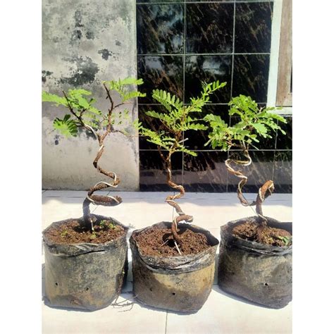 Jual Bahan Bonsai Asem Jawa Pelintir Gerak Dasar Shopee Indonesia