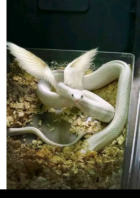 Real Flying Snake With Wings