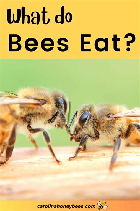 What Do Bees Eat Understand The Diet Of Bees🐝 Carolina Honeybees