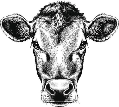 Cow Nose Illustrations Royalty Free Vector Graphics And Clip Art Istock