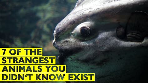 7 Of The Strangest Animals You Probably Didnt Know Exist Youtube