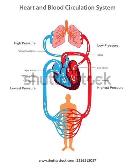 74 Circulation Nutrients Human Body Images, Stock Photos, 3D objects ...