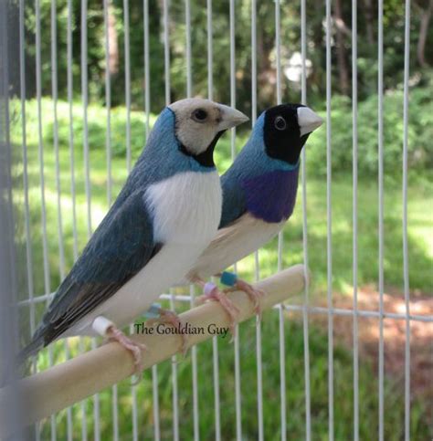 Blue Back Lady Gouldian Finch The Gouldian Guy Gouldian Finches For