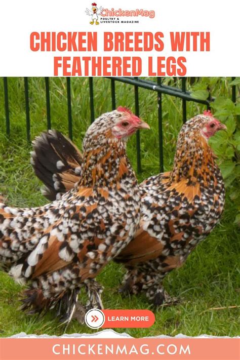 Chickens With Feathered Legs A Unique Breed