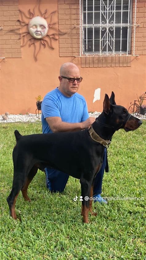 Jesus Rivero Doberman Pinscher Puppies For Sale In Hialeah FL AKC