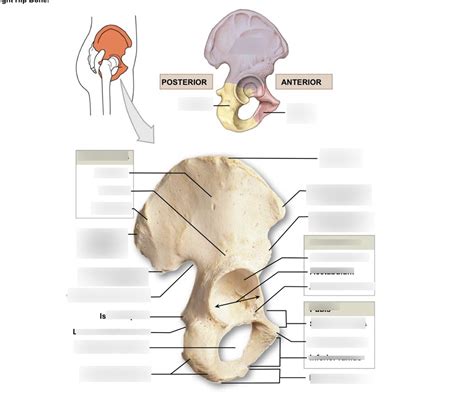 Right Hip Bone Lateral View Diagram Quizlet