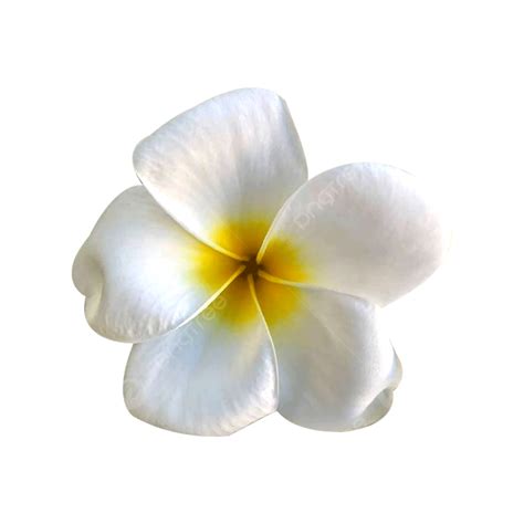 Flor De Frangipani Blanco Png Png Dibujos Flor De Frangipani Blanco Flor De Frangipani