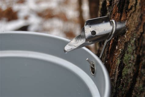 Free Images Water Nature Forest White Wheel Spring Maple Tree