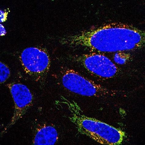 Hoechst Fluorescent Dna Stains R D Systems