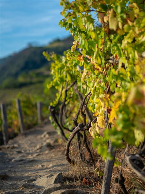 Strolling Around The Vineyards Of Fondazione Manarola Parco Nazionale