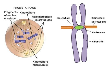 30 Mitosis Biology Notes For A Level