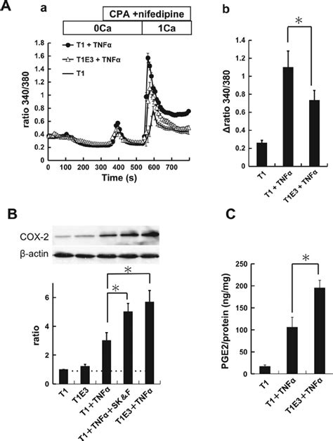 Suppression of TRPC1 associated Ca 2 ϩ influx by Download Scientific