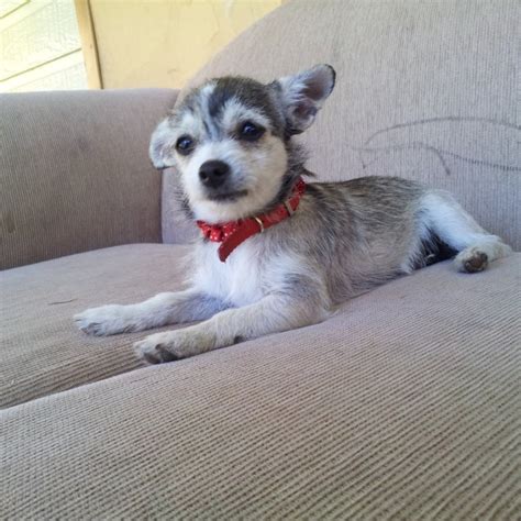 Rose Small Female Silky Terrier X Chihuahua Mix In Nsw Petrescue