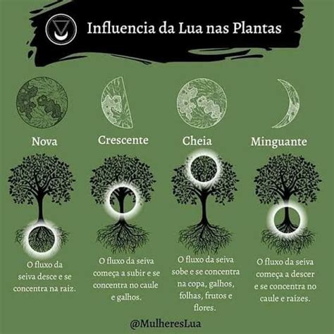 Fases da lua na plantação Hortas pequenas Idéias de jardinagem