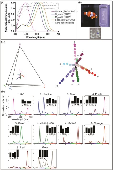 Cone Spectral Sensitivities Of A Ocellaris And The LED Display Used