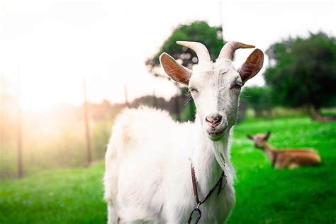 Electric Fencing For Goats Electric Fence For Sheep Zareba