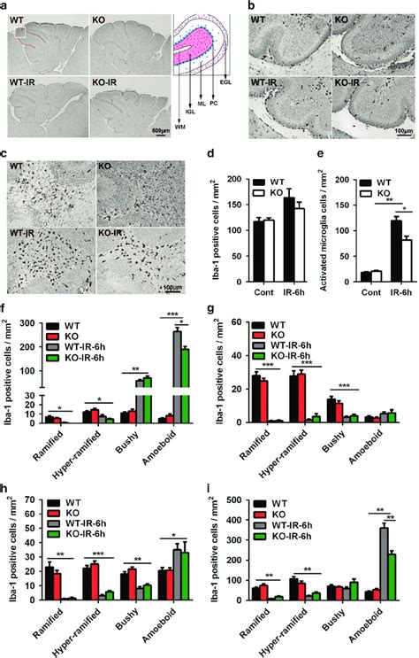 Neuronal Atg Deficiency Reduces Microglia Activation In The