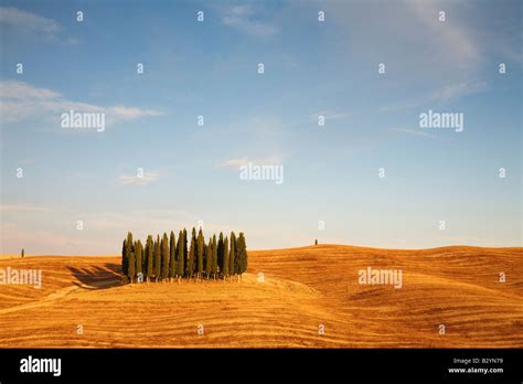 Field Group Cypress Trees Hi Res Stock Photography And Images Alamy