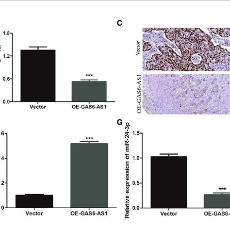 Gas As Overexpression Inhibits Luad Tumor Growth In Vivo A The