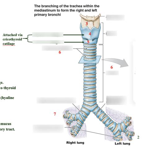 Trachea Diagram Diagram Quizlet