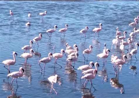 Facts about Flamingo - AnimalBehaviorCorner