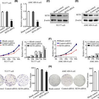 Downregulation Of Set Expression Suppresses Proliferation Of Lscc