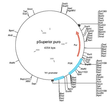 Psuperiorpuro载体质粒图谱 优宝生物