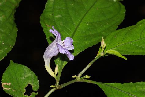 Strobilanthes Apoensis Acanthaceae Image 150365 At PhytoImages Siu Edu