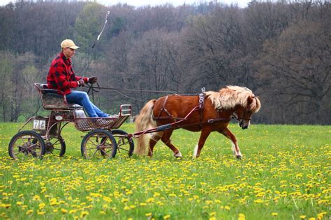 Markus Mini Horse on Tour Verkaufsbilder für seine toll