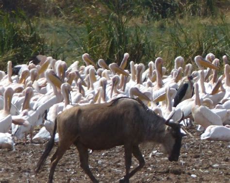 Serengeti Ngorongoro Boka 7 dagars safari inkl flyg här