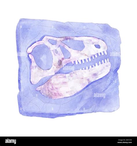 Fossil Of Tyrannosaurus Rex Skull Dinosaur In Rock Watercolor Paint