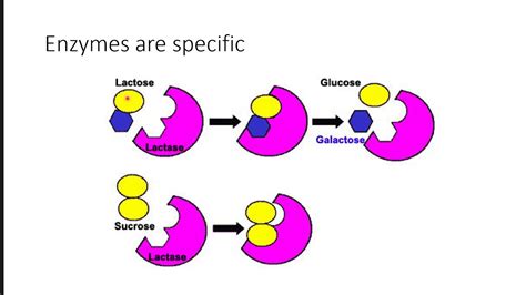 Enzymes YouTube