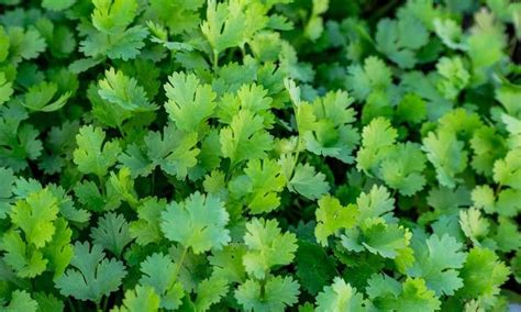 The Best Cilantro Companion Plants For Your Garden