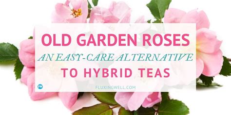 Old Garden Roses: An Easy-Care Alternative to Hybrid Teas - Fluxing Well