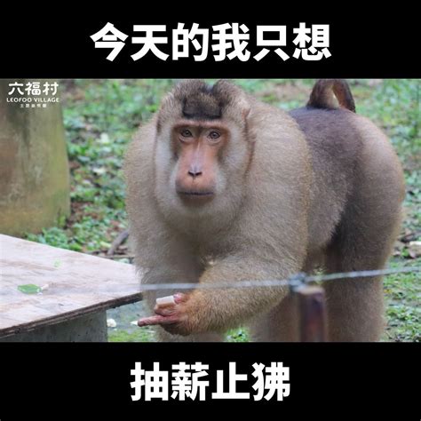 全台動物園「狒狒」大揭秘！桃園主角「東非狒狒」口鼻較長，六福村更擁有超過160隻 Line購物