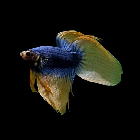 Betta Veiltail