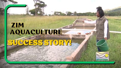 Sustainable Fish Farming In Zimbabwe Start Today How To Guide