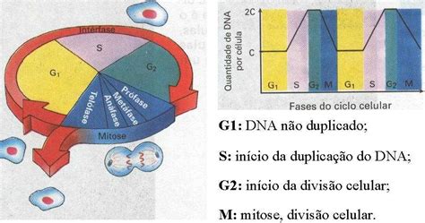 Estudo Da Biologia Divisao Celular E Fases Da Mitose