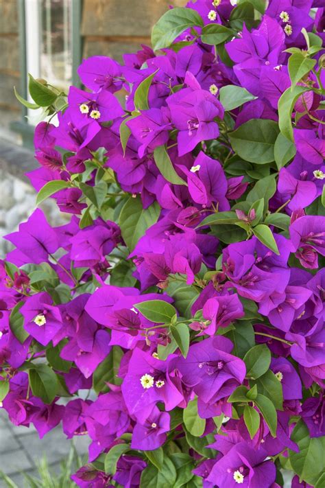 Purple Queen Bougainvillea Pahls Market Apple Valley Mn