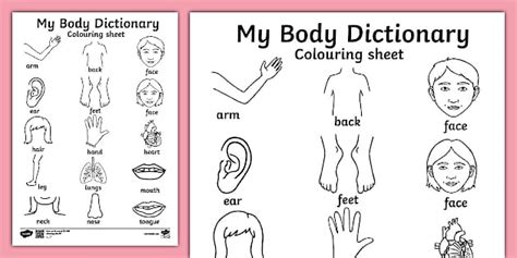 My Body Colouring Sheet Primary Resources Twinkl