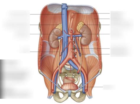 Abdomen Posterior Wall Vessels Diagram Quizlet